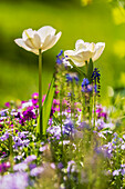 Frühlingsblumen im Bauerngarten, Bayern, Deutschland