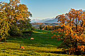 Blick von der Aidlinger Höhe in Richtung Bayerische Alpen an einem Abend im Herbst, Aidling, Murnau, Bayern, Deutschland, Europa