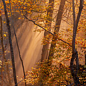  Foggy morning in autumn forest, Bavaria, Germany 