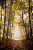  Morning mist in an autumnal beech forest near Andechs Monastery, Bavaria, Germany 