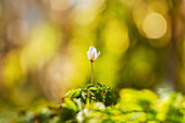  Wood anemone in sunny spring forest, Bavaria, Germany 