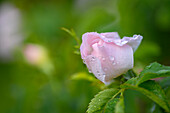 Die Blüte einer wilden Rose nach einem Sommerregen, Bayern, Deutschland