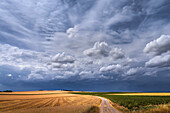  Dark storm clouds over bright cornfields, Bavaria, Germany 