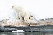  Polar bear (Ursus maritimus) with water drops on the snow edge of the North Polar Ocean, Lomfjorden, Spitsbergen, Svalbard, Norway, Arctic 