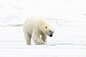  Polar bear (Ursus maritimus) on ice and snow in Lomfjorden, Spitsbergen, Svalbard, Norway, Arctic 