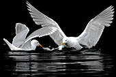 Zwei Eismöwen (Larus hyperboreus) teilen sich die Beute, Alkefjellet, Spitzbergen, Svalbard, Norwegen, Arktis