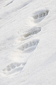  Polar bear footprint in the snow, Spitsbergen, Svalbard, Norway, Arctic 