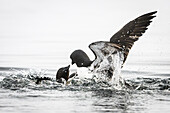  2 Guillemots (Uria aalge) fighting in the sea near Alkefjellet, Spitsbergen, Svalbard, Norway, Arctic 