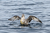  Northern Fulmar (Fulmarus glacialis) bathing, Spitsbergen, Svalbard, Norway, Arctic 