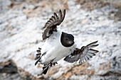 Krabbentaucher (Alle alle) im Flug bei Fuglesangen, Spitzbergen, Svalbard, Norwegen, Arktis