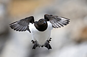 Krabbentaucher (Alle alle) im Flug bei Fuglesangen, Spitzbergen, Svalbard, Norwegen, Arktis