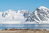  Walruses (Odobenus rosmarus) colony of bulls on Smeerenburg, Spitsbergen, Svalbard, Norway, Arctic 