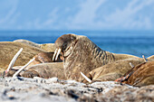 Walrosse (Odobenus rosmarus) auf Smeerenburg Spitzbergen, Svalbard, Norwegen, Arktis