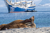 Walrosse (Odobenus rosmarus) Bulle auf Smeerenburg mit der Rembrandt van Rijn im Hintergrund, Spitzbergen, Svalbard, Norwegen, Arktis