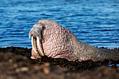  Walrus (Odobenus rosmarus) crawling from the sea onto land, Smeerenburg, Spitsbergen, Svalbard, Norway, Arctic 