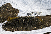  Spitsbergen reindeer in their habitat, Spitsbergen, Svalbard, Norway, Arctic 