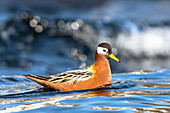  Thor&#39;s grouse (Phalaropus fulicarius) in arctic waters off Spitsbergen, Bellsund, Akselöya, Svalbard, Norway, Arctic 