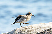  Purple Sandpiper (Calidris maritima), Spitsbergen, Svalbard, Norway, Arctic 