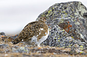 Alpenschneehuhn (Lagopus muta hyperborea) weiblich in seinem Habitat, Spitzbergen, Svalbard, Norwegen, Arktis