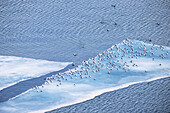  Kittiwakes (Rissa tridactyla) on an ice floe in Ossian Sarsfjellat, Spitsbergen, Svalbard, Norway, Arctic 