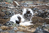  Arctic fox (Vulpes lagopus) moulting in its habitat, Spitsbergen, Svalbard, Norway, Arctic 