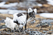 Polarfuchs (Eisfuchs) ( Vulpes lagopus) im Fellwechsel, Porträt, Spitzbergen, Svalbard, Norwegen, Arktis