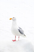  Glaucous Gull (Larus hyperboreus), Spitsbergen, Svalbard, Norway, Arctic 