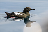  Black guillemot (Cepphus grylle) in Raudfjorden, Spitsbergen, Svalbard, Norway, Arctic 