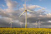 Windpark umgeben von rapsfeldern, Ostholstein, Schleswig-Holstein, Deutschland