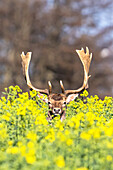  Fallow deer looks out from a yellow rapeseed field 