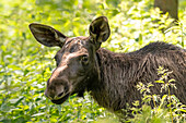  Moose In The Forest 