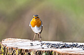 Rotkehlchen (Erithacus rubecula) auf einem Baumstumpf, Sonnenblumenkerne