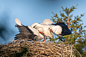 Zwei junge Störche im Nest