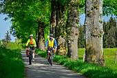 Mann und Frau fahren auf dem Bodensee-Königssee-Radweg durch Allee, Schönau, Allgäu, Schwaben, Bayern, Deutschland