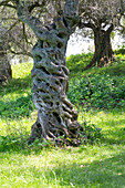 Ancient twisted olive tree growing in olive grove at Apollonia Archaeological Park, Albania, Europe