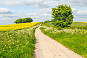 Der Ridgeway, ein alter prähistorischer Weg durch eine Kreidelandschaft in der Nähe von Hackpen Hill, Wiltshire, England, Großbritannien