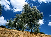  Lucca olive trees 