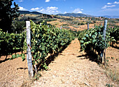  Vineyards near San Gennaro, Tuscany, Italy 