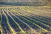 Acker mit jungen Maispflänzchen, Feldstrukturen, Landwirtschaft