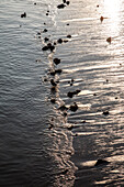  Sea, beach, waves, evening atmosphere, 