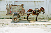  Donkey with donkey cart at the market 