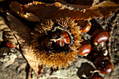 Maroni, Esskastanien (Castanea sativa) am Boden im Kastanienwald im Herbstlaub, Südtirol, Italien