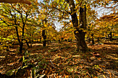  Landscape chestnut whale, chestnut harvest 