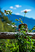 Herbstliche Berglandschaft mit Blumen, Klee (Trifolium) am Wegesrand, Südtirol, Trentino, Italien