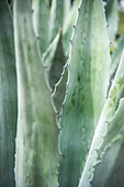 Aloe Vera, Blätter, Portrait