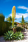  Agave flower, very rare, after flowering the plant dies, in Spain, province of Alicante 