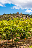  Roman watchtowers along the coast, in the orange field of Pedreguer, Alicante province Spain 