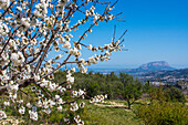 Kirschblüte an den Berghängen der Costa Blanca, Provinz Alicante, Spanien