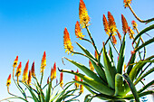 Aloenblüte im Februar in Spanien, Provinz Alicante, Costa Blanca, Spanien