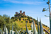  Almodovar del Rio, well-preserved medieval castle surrounded by olive groves, Cordoba province, Spain 